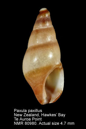 Paxula paxillus.jpg - Paxula paxillus (Murdoch,1905)